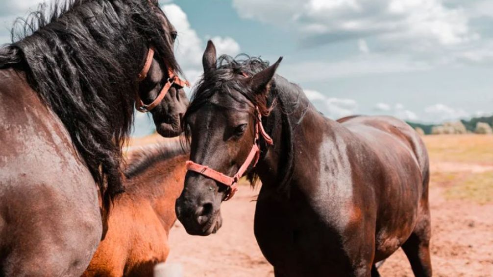 Entre Ríos: Alerta por nuevos casos de encefalitis equina en humanos