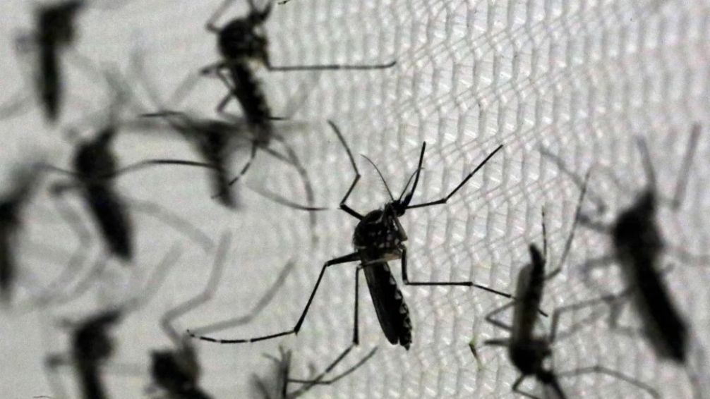 Invasión de mosquitos: pueden transmitir Encefalitis Equina y su reducción podría demorar 10 días