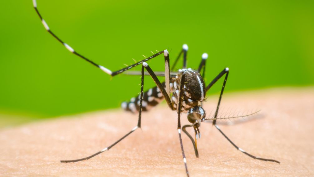 Cumbre de todos los ministros de Salud de todas las provincias ante el brote histórico de dengue