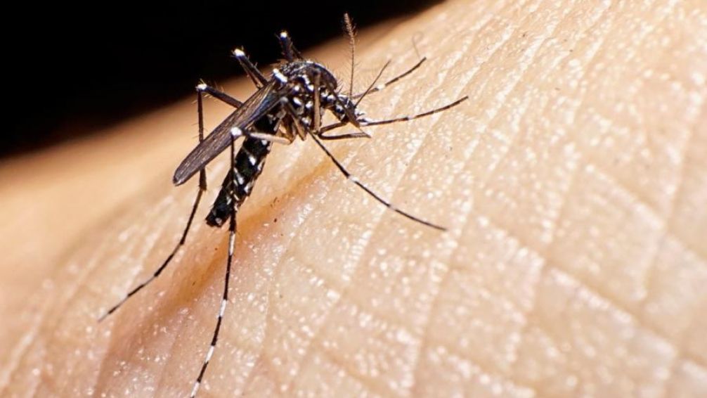 Alerta por el dengue en Argentina: confirman 129 muertes y más de 180 mil contagios