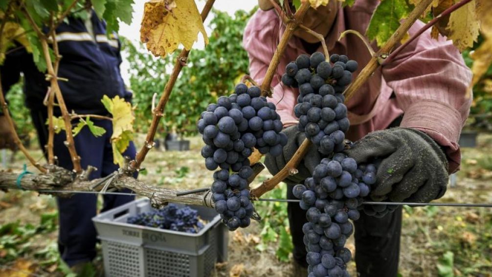 Ahora Milei no homologa la gran paritaria de vitivinicolas
