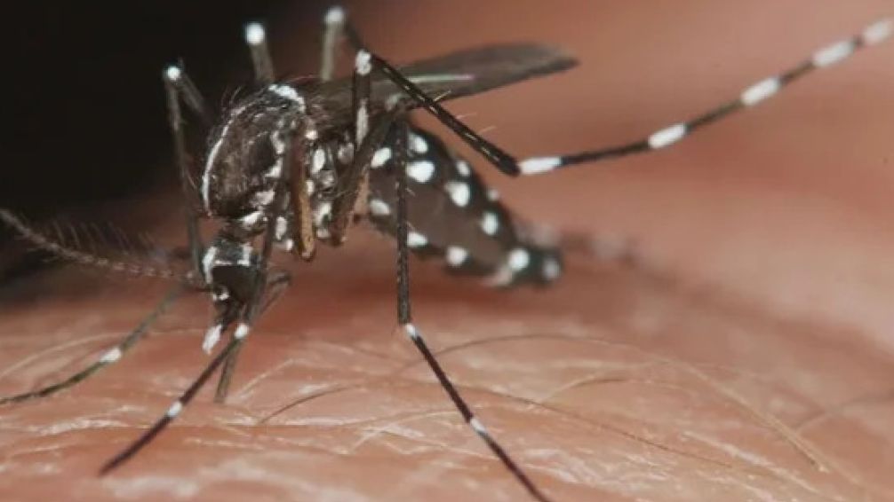 Histórico brote de dengue: llegan a 269 mil los casos en la temporada
