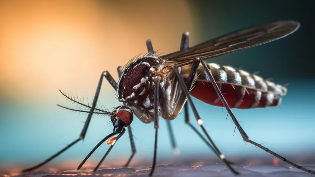Dengue: Se confirmó el primer muerto por coinfección en el país