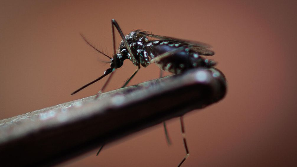 Brasil registró más de 4 millones de casos de dengue en lo que va de 2024
