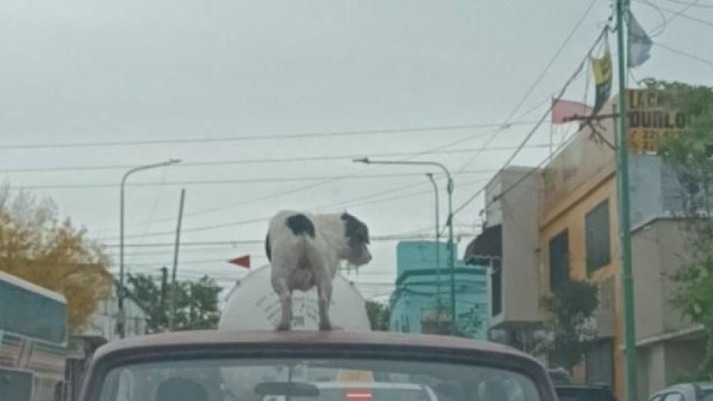 Indignante: un conductor llevó a un perro arriba del techo del auto