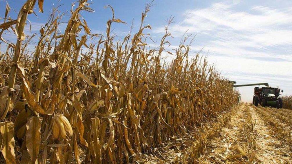 Preocupación por las demoras de los productores en la venta de la cosecha gruesa