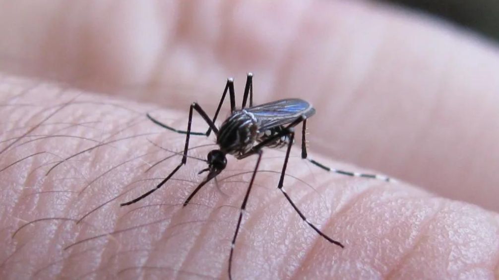 Dengue: se detectaron más de 420 mil casos en 2024 y desacelera el ritmo de propagación