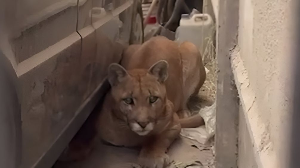 ¡Qué susto! Apareció un puma en el garaje de su casa