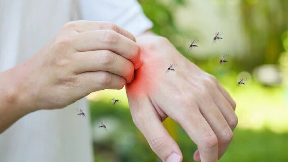 ¿Por qué sigue habiendo mosquitos aunque hace frío?