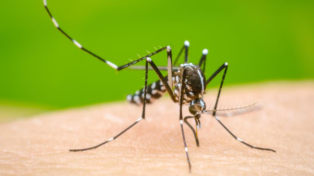Detectaron en el AMBA mutaciones en los mosquitos de dengue y son más resistentes