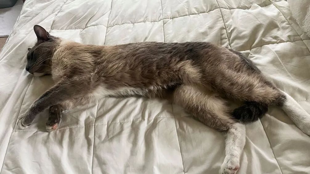 Increíble: un gato viajó más de 1200 km para reencontrarse con sus dueños