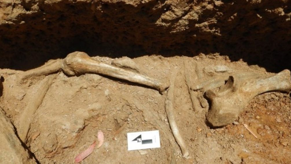 Hallazgo único en Perú: hallan restos de mastodontes de hace once mil años