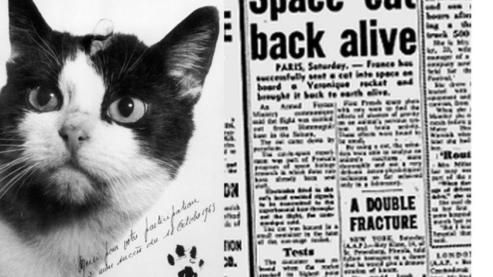 Félicette, el primer gato que viajó al espacio