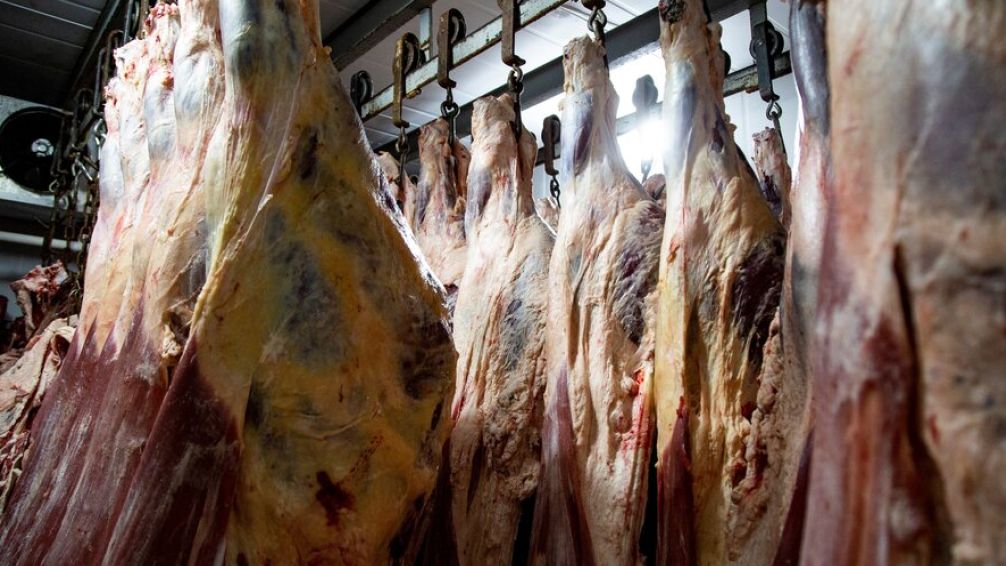 No apto para sensibles: desmantelaron un frigorífico clandestino de vacas y caballos en Berazategui