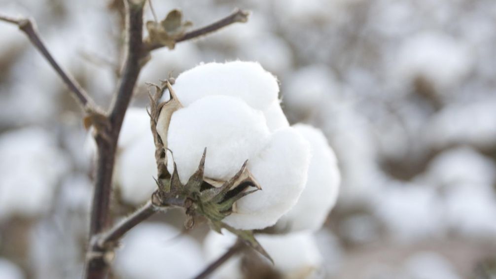 El sector textil que llega: este algodón 'made in Spain' se cultiva sin tierra y con un ahorro del 75% de agua 