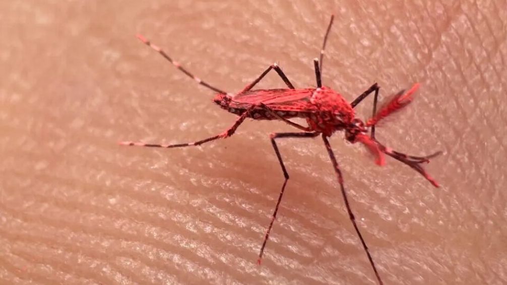 Liberaron 'mosquitos rojos' para combatir el dengue: todo lo que hay que saber 