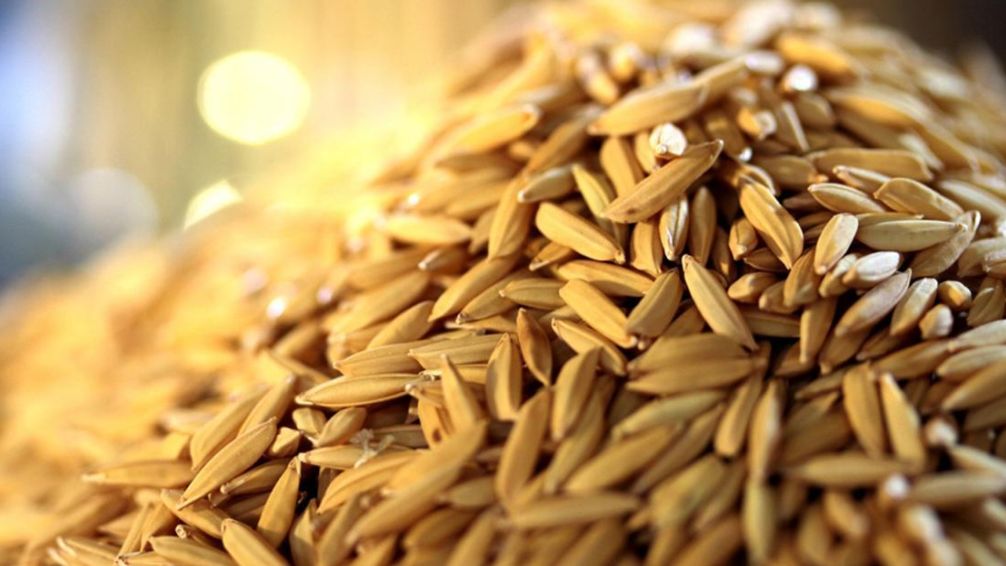 Aprovechan la cáscara de arroz para generar sílice y energía térmica
