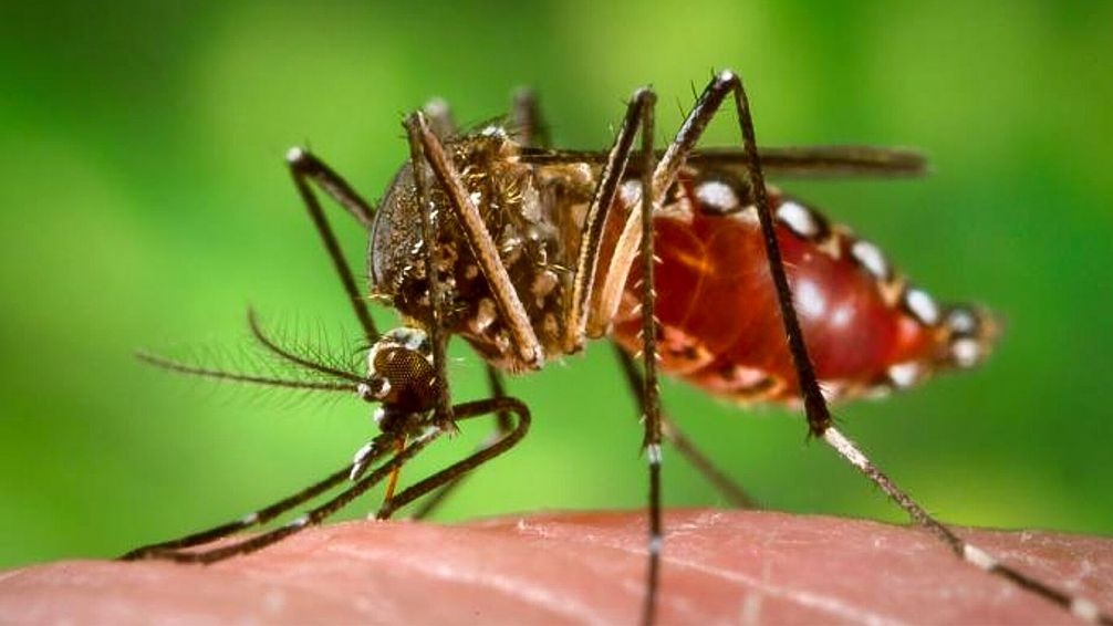Dengue: Apareció un nuevo serotipo en el país ¿Cuáles son los riesgos?