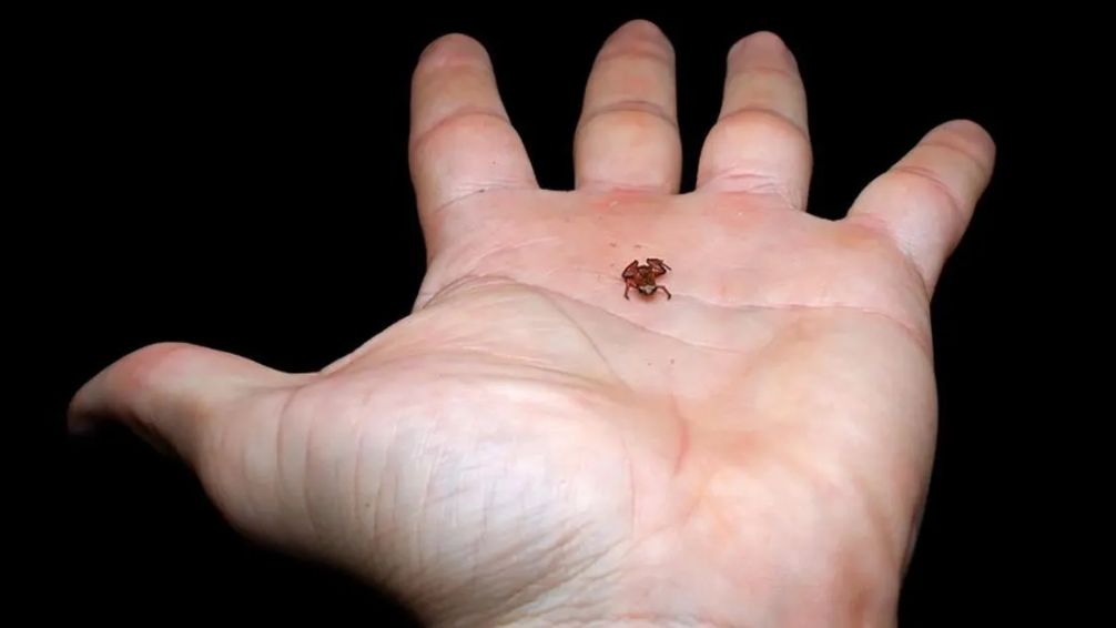 Increíble hallazgo: descubren en Brasil al segundo vertebrado más pequeño del mundo