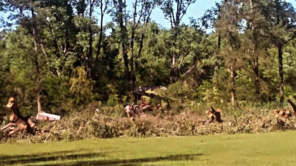 Escándalo en Nordelta, vecinos denuncian a una empresa privada por deforestación: 'Se vienen llevando puesto todo'