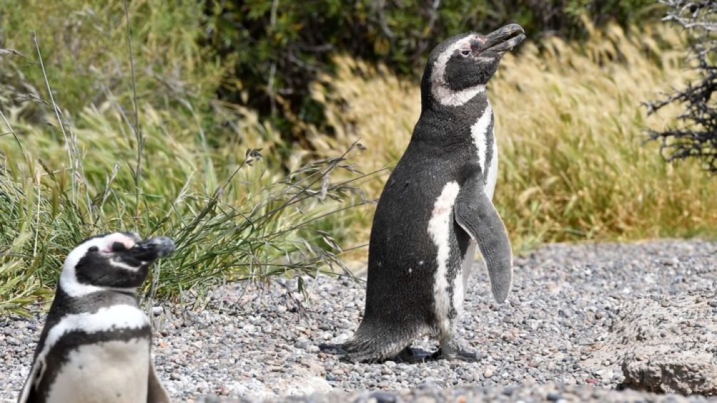 Comenzó el juicio por 'la masacre de pingüinos de Punta Tombo'