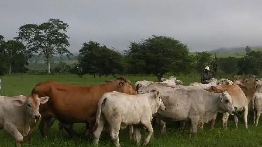 ¿Qué es el gusano barrenador? la enfermedad que puso en alerta a Guatemala