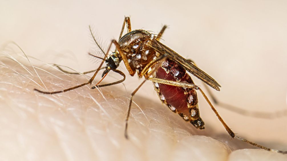Se confirmó el primer caso autóctono de dengue en el AMBA: se trata de un vecino de La Matanza