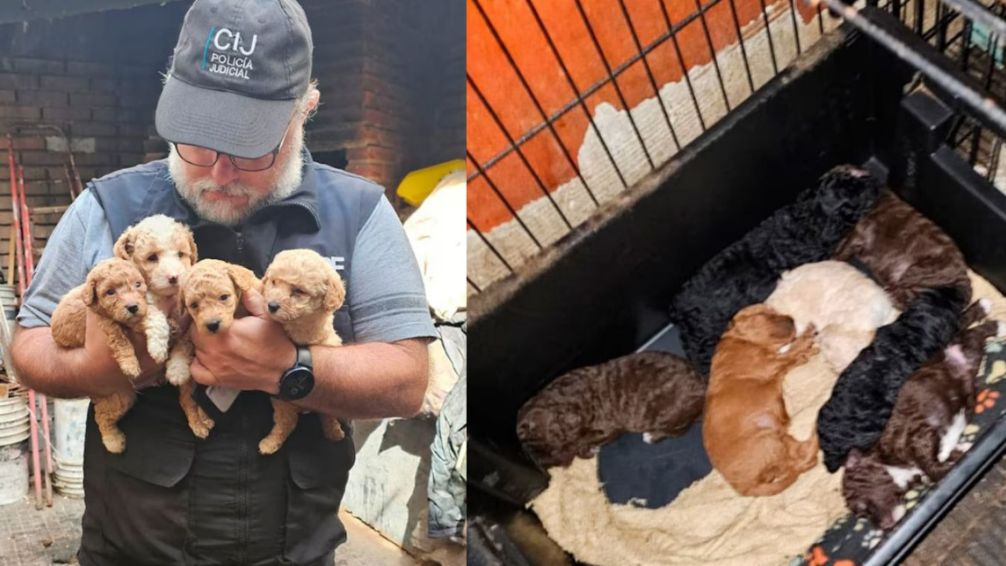Rescataron a 57 caniches toy de un criadero clandestino en Flores: los vendían por internet