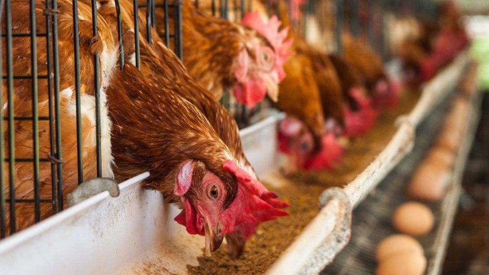Cierra una planta avícola de una famosa empresa de Argentina: a qué se debe y qué pasó