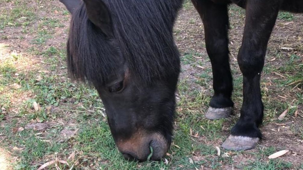 Juicio histórico por el robo del caballo Yuyo en Merlo: un precedente para la justicia en defensa de los animales