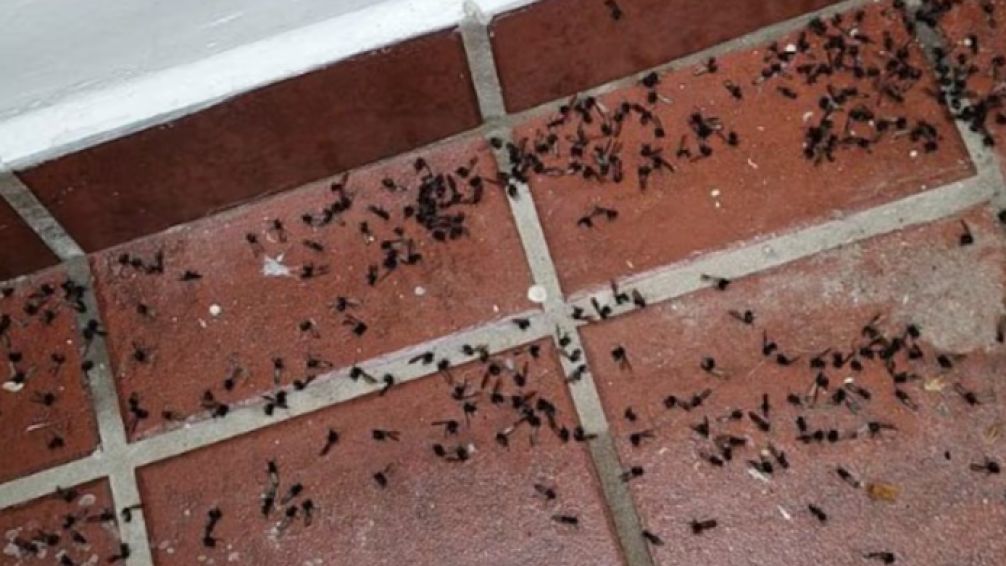 Invasión de hormigas voladoras en el Conurbano y en la Ciudad de Buenos Aires