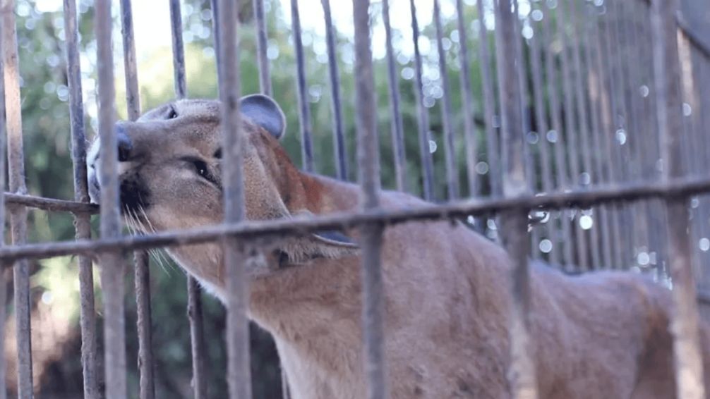 Balcarce: piden juzgar al hombre que tenia mas de 300 animales silvestres en cautiverio
