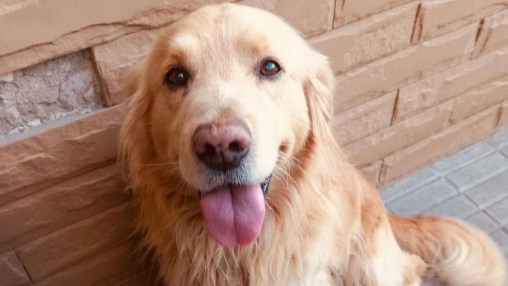 Apareció Ringo en Mar del Plata, el perro extraviado en Necochea, tras una intensa búsqueda