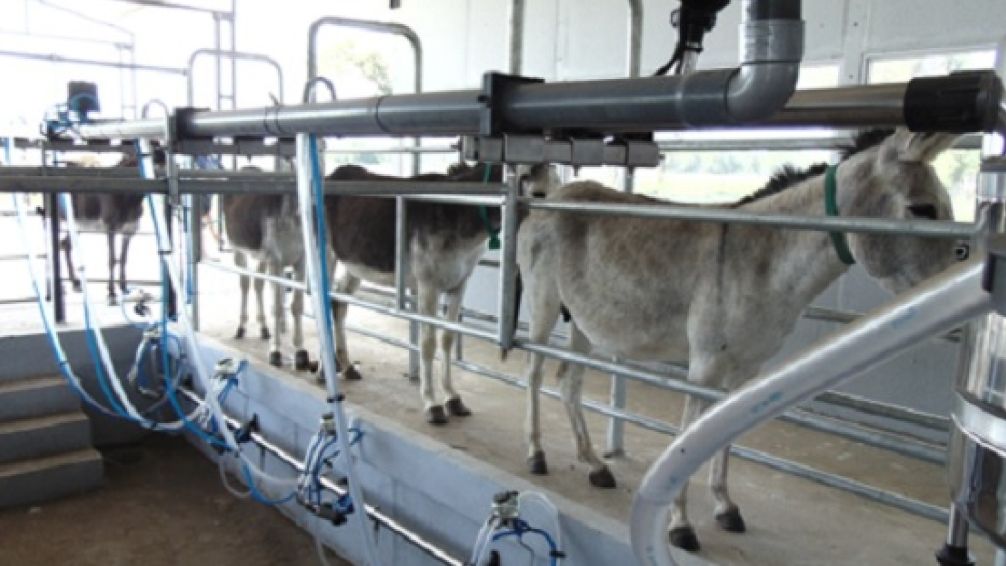 A partir de la leche de burra, un tambo cordobés elabora un producto diferenciado para niños con alergias