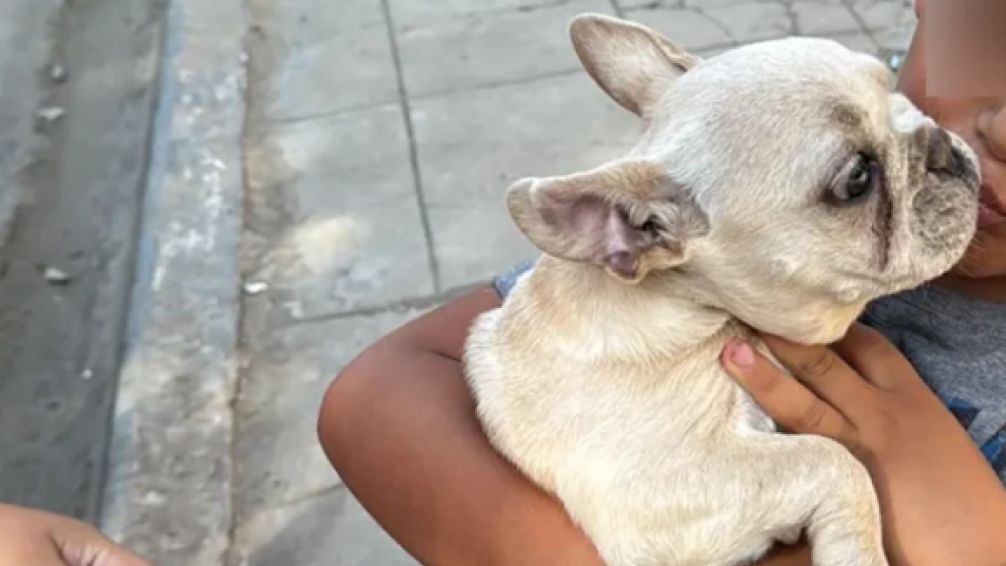 Tragedia en Morón: se llevaron la camioneta de una familia con una perrita dentro, la encontraron pero falleció