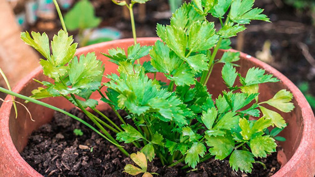 Todo lo que necesitás saber para cultivar cilantro fresco en casa
