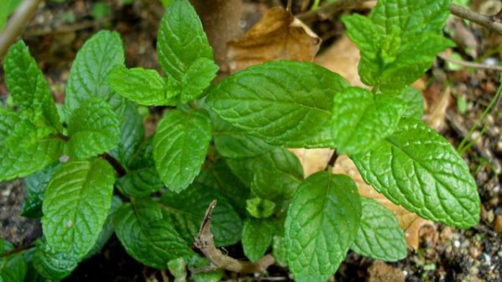 Hierbabuena en casa: cómo cultivarla y aprovechar todos sus beneficios