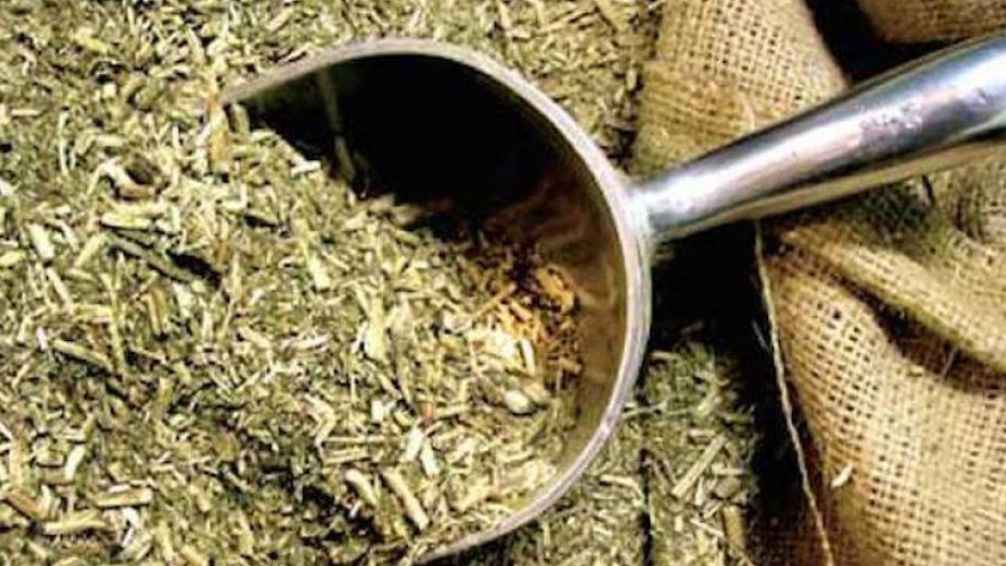 Yerba mate, un lujo: productores van al paro por recibir apenas $180 por kilo