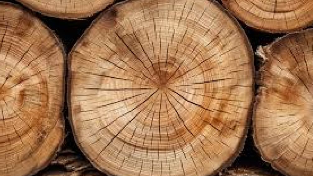 La Argentina de Milei:  estudio revela caídas históricas en  madera y muebles