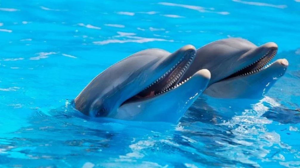 Alerta: descubren fentanilo en delfines del Golfo de México