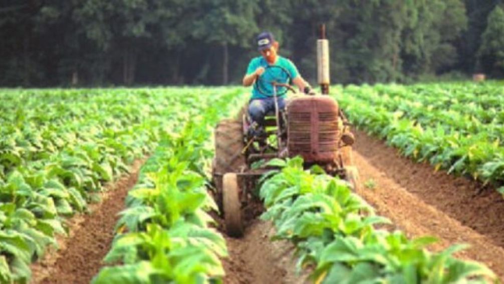 Variación. Según el relevamiento, las frutas aumentaron su precio en góndola, mientras que las verduras registraron una baja promedio del 10%.