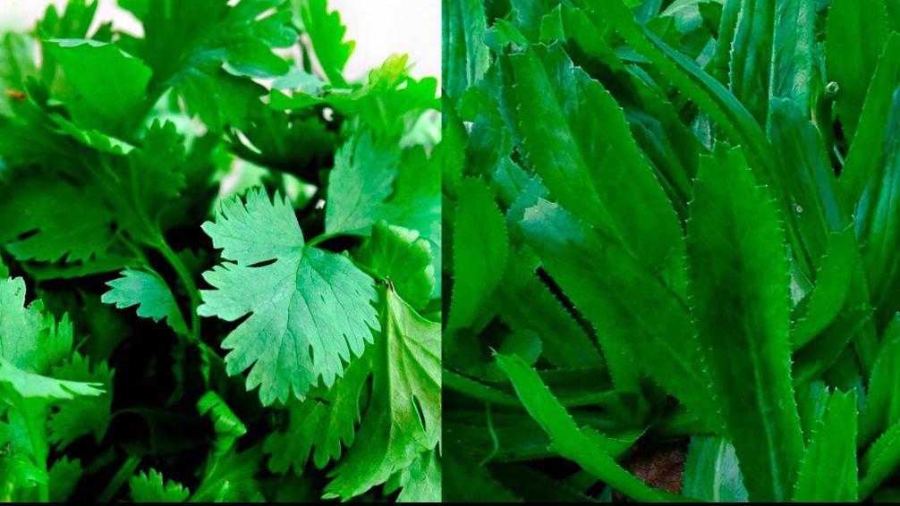 Culantro vs. Cilantro: La batalla aromática que redefine tus recetas
