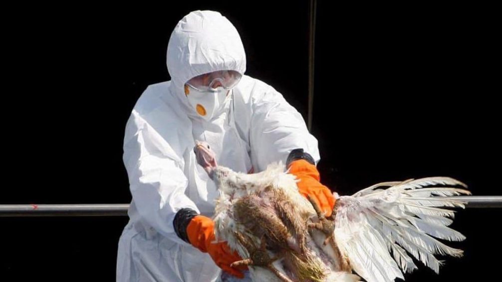 California declara la emergencia por gripe aviar