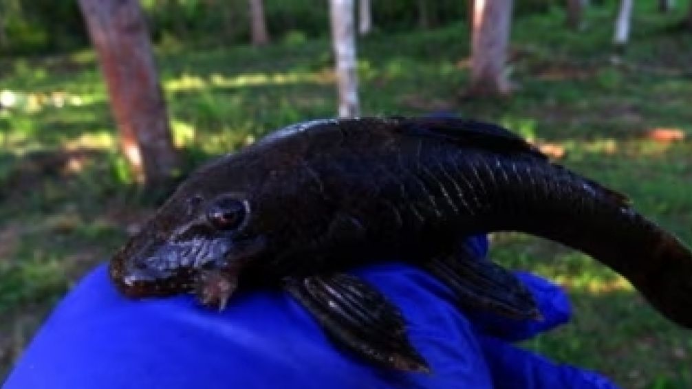 Descubren 27 nuevas especies en Perú, entre ellas, un ratón anfibio