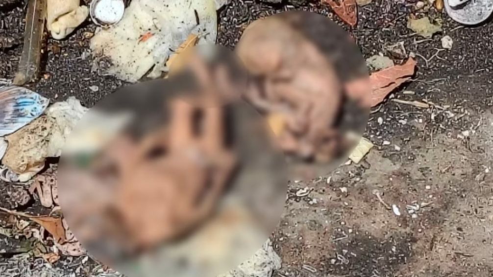 Horror en Wilde: hallan seis fetos en la vía pública