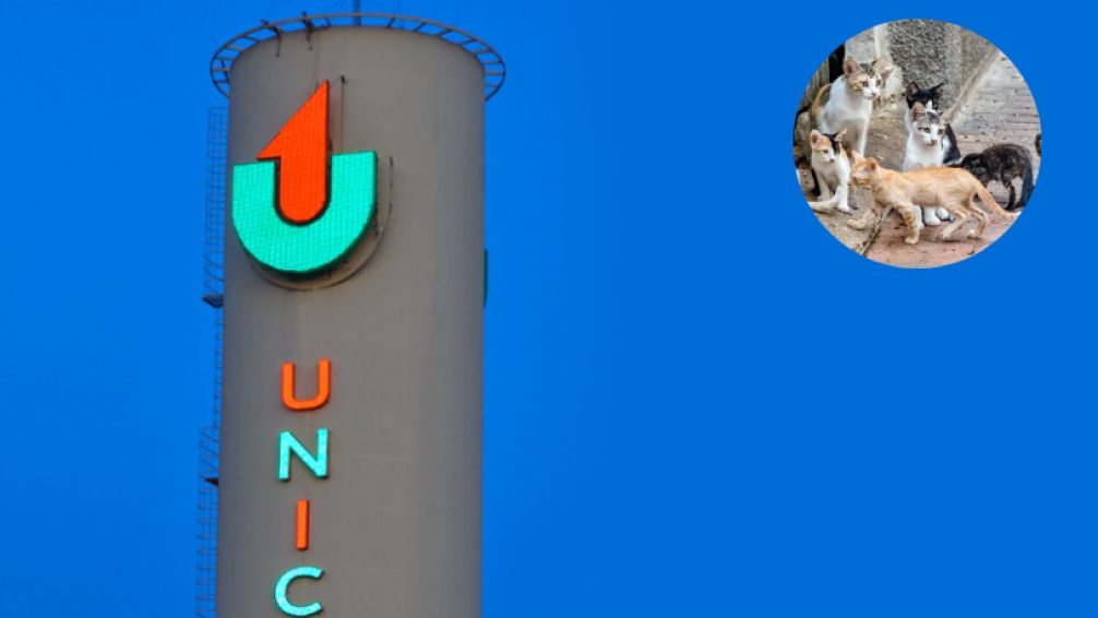 Martínez: Proteccionistas de animales denuncian al Unicenter y los acusan de querer eliminar una colonia de gatos