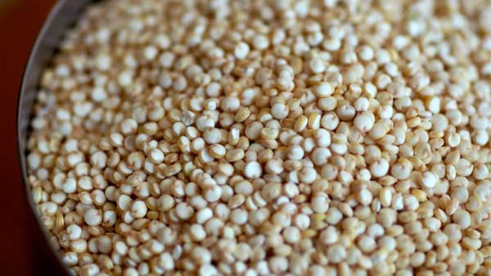 Quinoa en la Patagonia: El superalimento que podría transformar la agricultura local