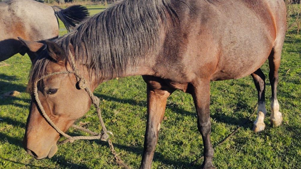El robo de caballos en el conurbano: una problemática creciente y sin respuestas