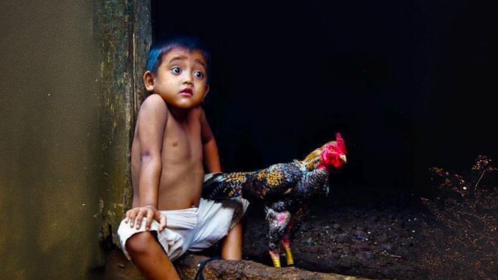 Sorpresa. Un niño junto a una gallina (Foto: Pimpin Nagawan).