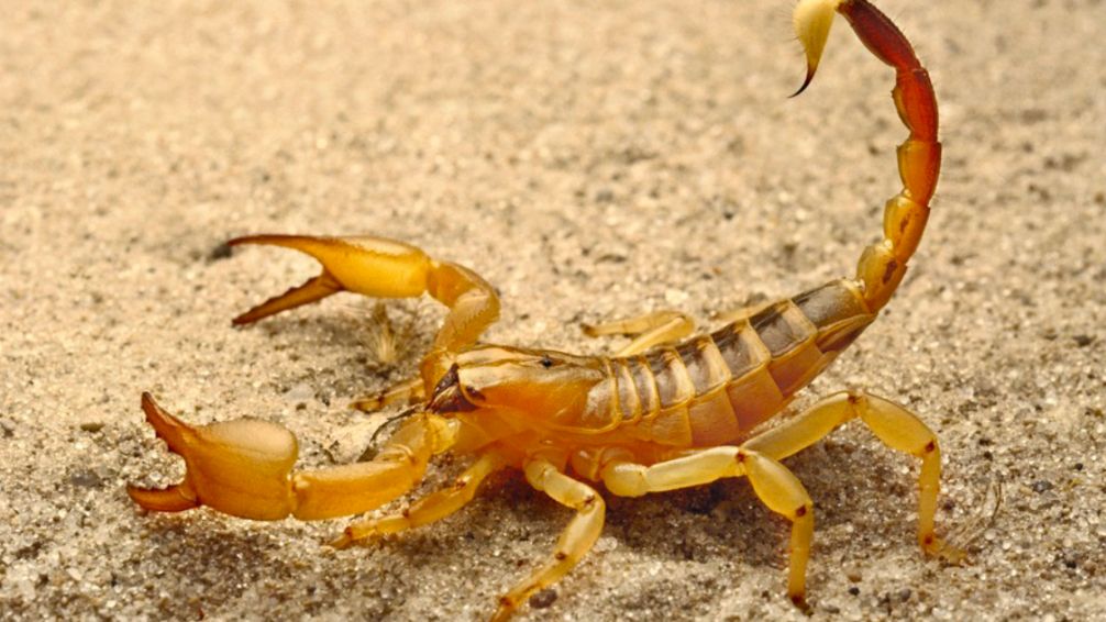 Apariciones de alacranes en el conurbano: recomendaciones y cuidados 